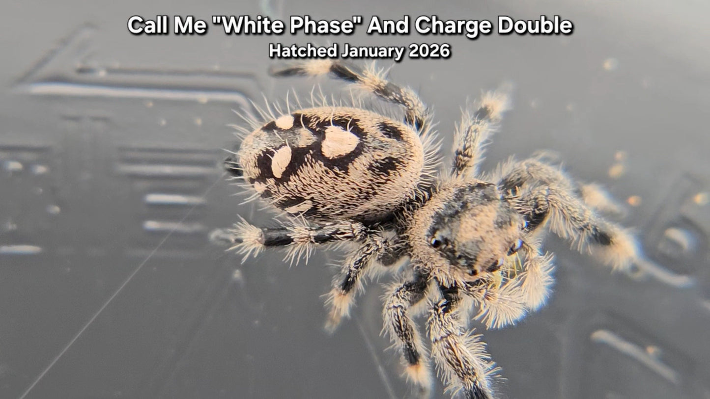 "Call Me 'White Phase' And Charge Double" Female Regal Jumping Spider (Phidippus regius) - Juvenile Hatched January 2026
