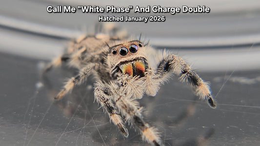 "Call Me 'White Phase' And Charge Double" Female Regal Jumping Spider (Phidippus regius) - Juvenile Hatched January 2026