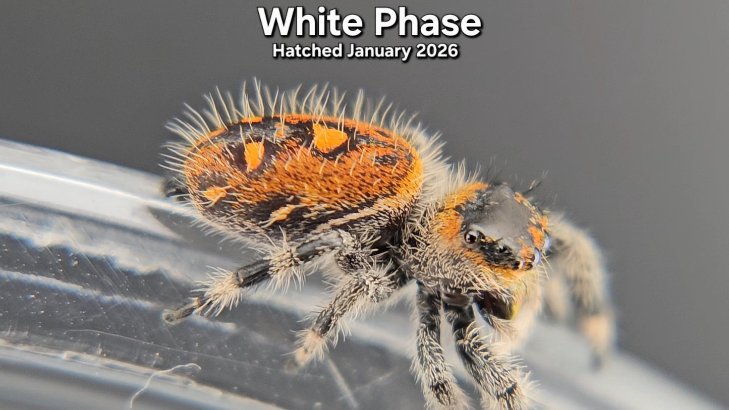"White Phase" Female Regal Jumping Spider (Phidippus regius) - Juvenile Hatched January 2026