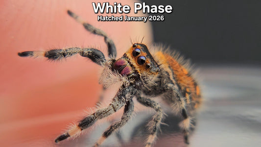 "White Phase" Female Regal Jumping Spider (Phidippus regius) - Juvenile Hatched January 2026
