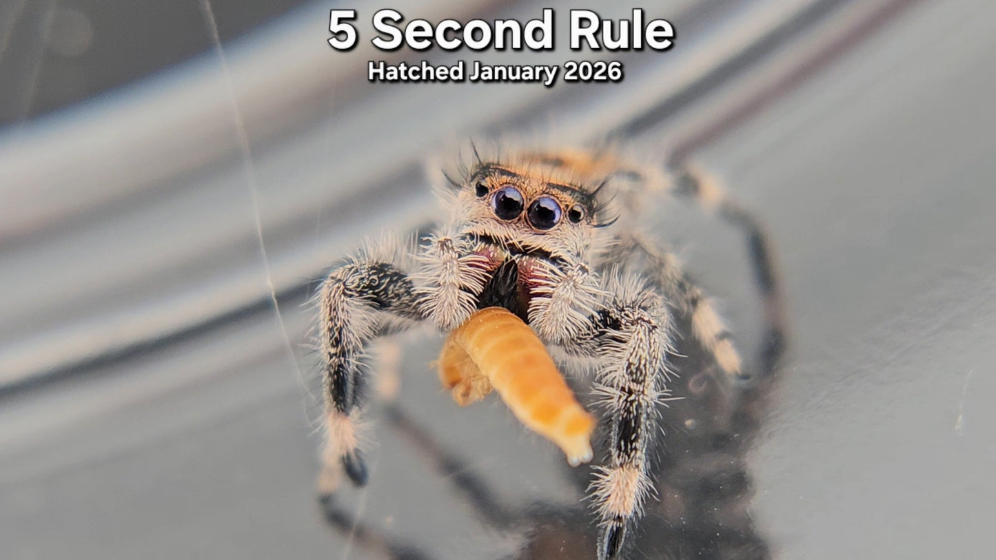 "5 Second Rule" Female Regal Jumping Spider (Phidippus regius) - Juvenile Hatched January 2026