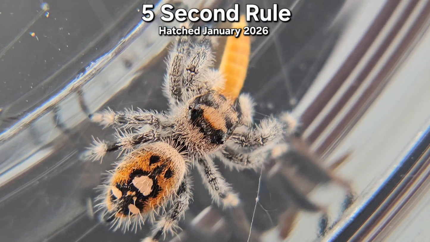 "5 Second Rule" Female Regal Jumping Spider (Phidippus regius) - Juvenile Hatched January 2026