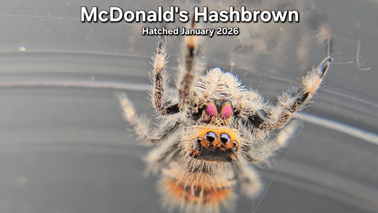 "McDonald's Hashbrown" Female Regal Jumping Spider (Phidippus regius) - Juvenile Hatched January 2026