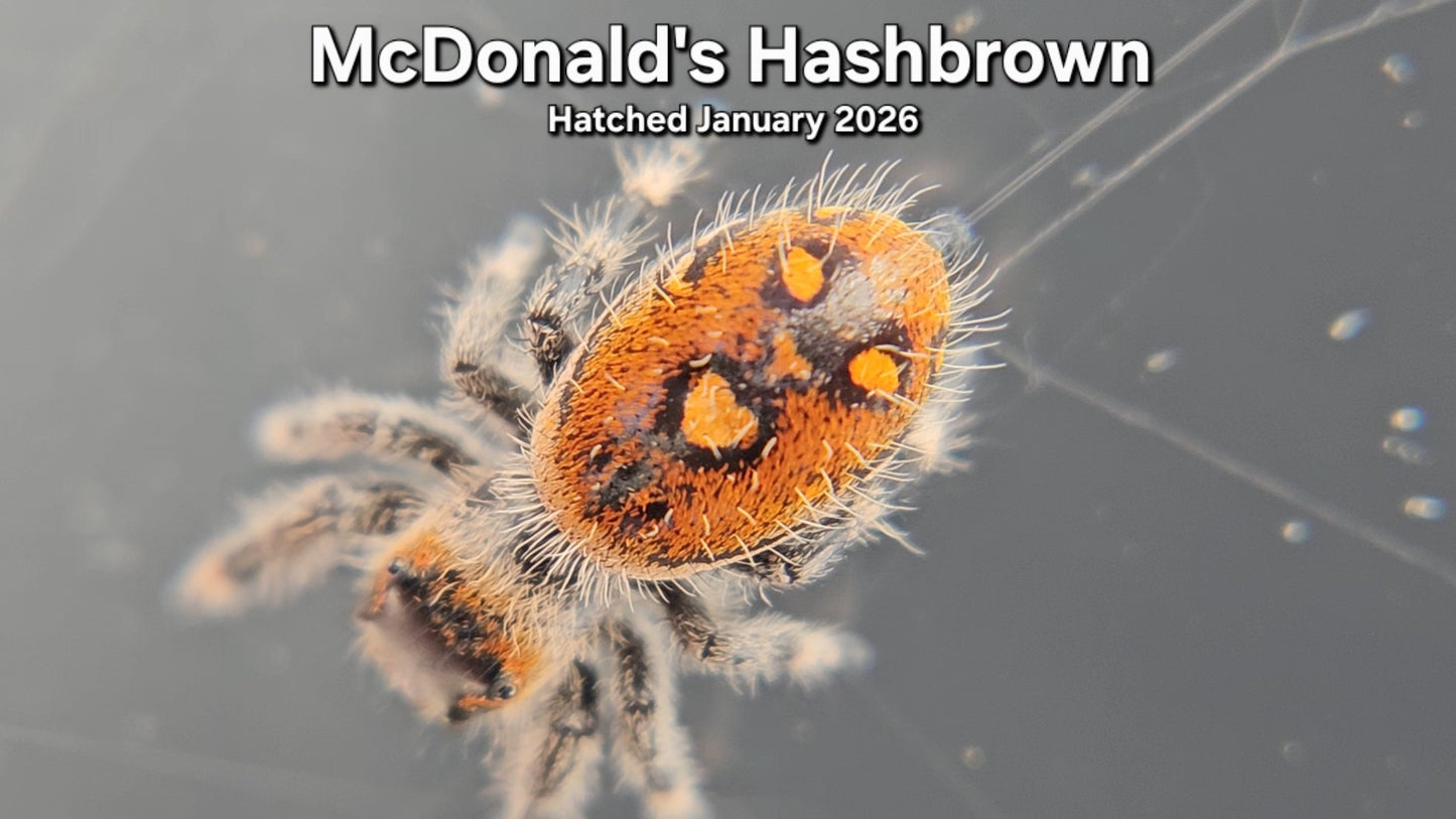 "McDonald's Hashbrown" Female Regal Jumping Spider (Phidippus regius) - Juvenile Hatched January 2026