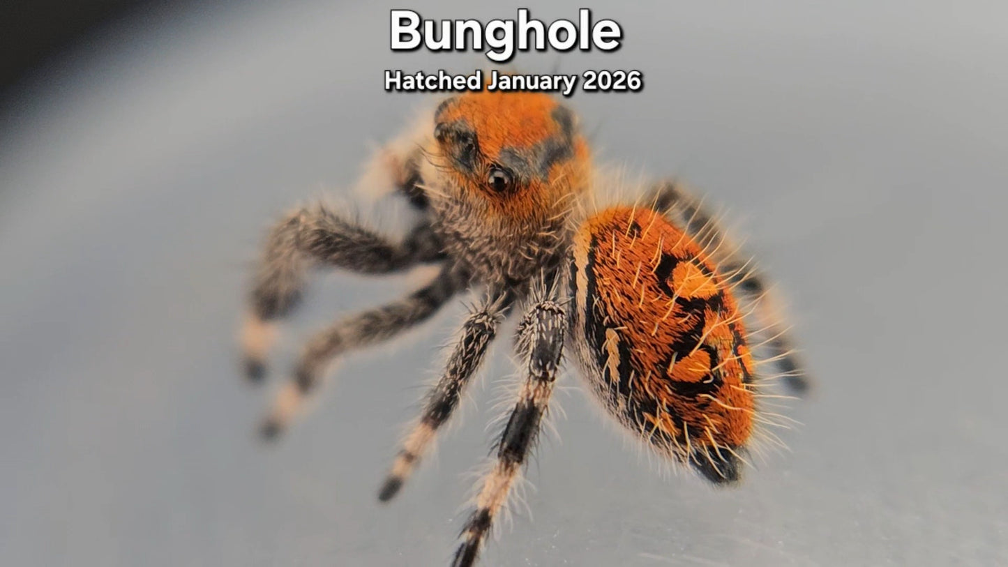 "Bunghole" Female Regal Jumping Spider (Phidippus regius) - Juvenile Hatched January 2026