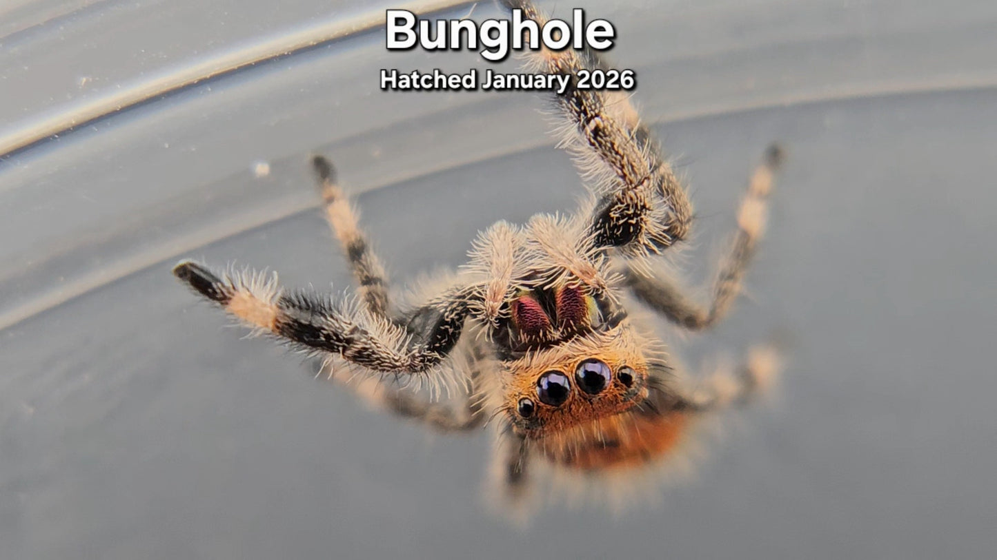 "Bunghole" Female Regal Jumping Spider (Phidippus regius) - Juvenile Hatched January 2026
