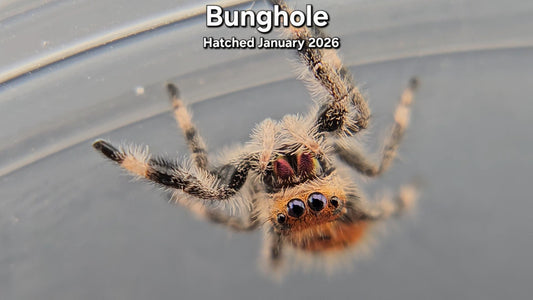 "Bunghole" Female Regal Jumping Spider (Phidippus regius) - Juvenile Hatched January 2026
