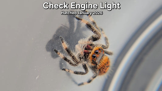 "Check Engine Light" Female Regal Jumping Spider (Phidippus regius) - Juvenile Hatched January 2026