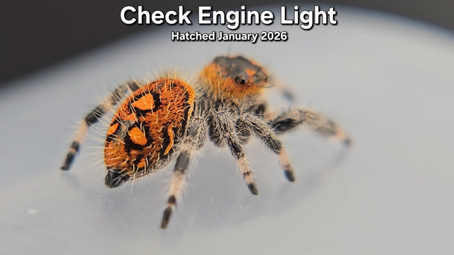 "Check Engine Light" Female Regal Jumping Spider (Phidippus regius) - Juvenile Hatched January 2026