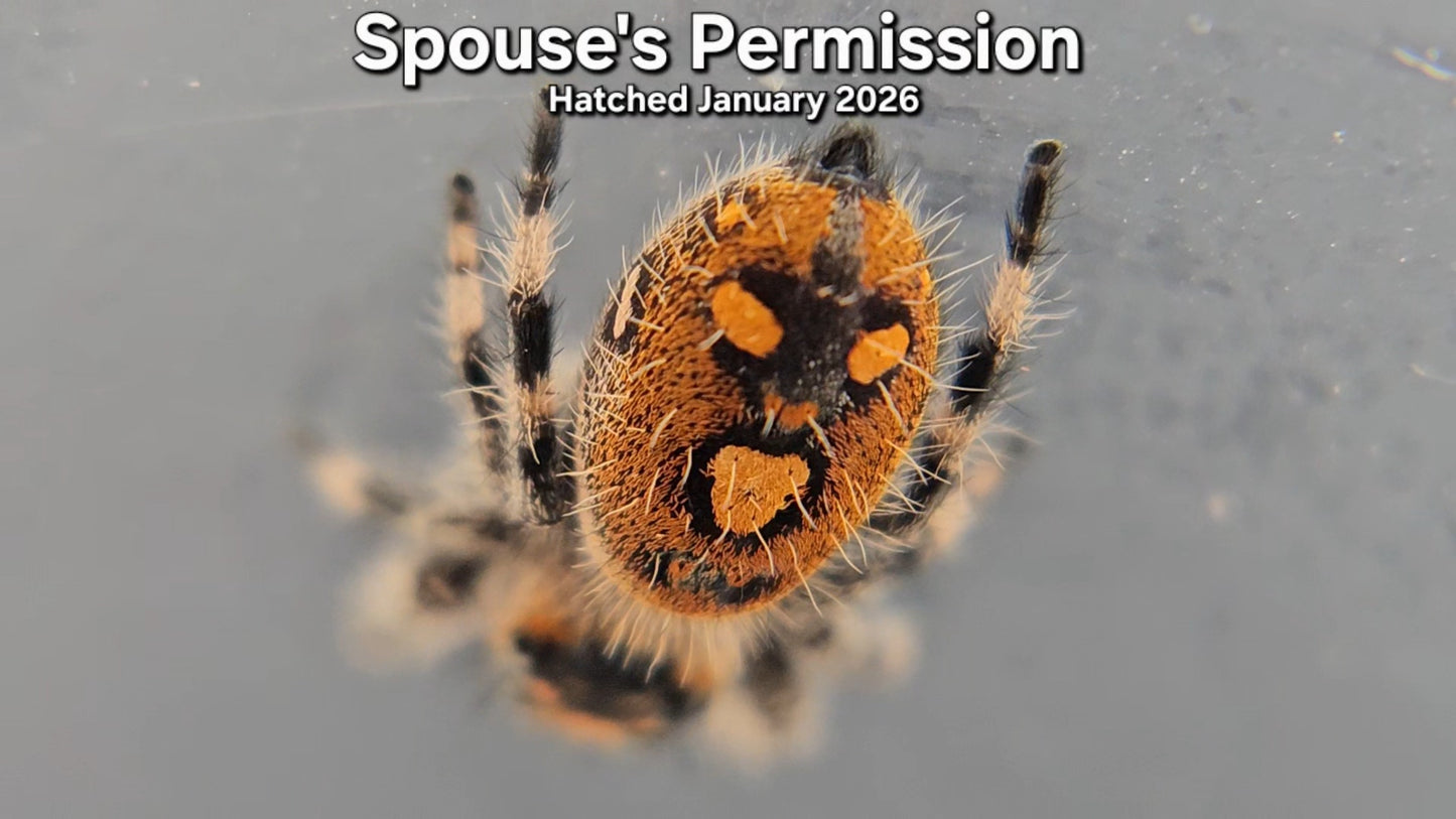 "Spouse's Permission" Female Regal Jumping Spider (Phidippus regius) - Juvenile Hatched January 2026