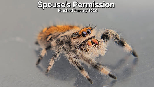 "Spouse's Permission" Female Regal Jumping Spider (Phidippus regius) - Juvenile Hatched January 2026