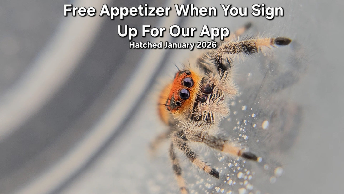 "Free Appetizer When You Sign Up For Our App" Female Regal Jumping Spider (Phidippus regius) - Juvenile Hatched January 2026