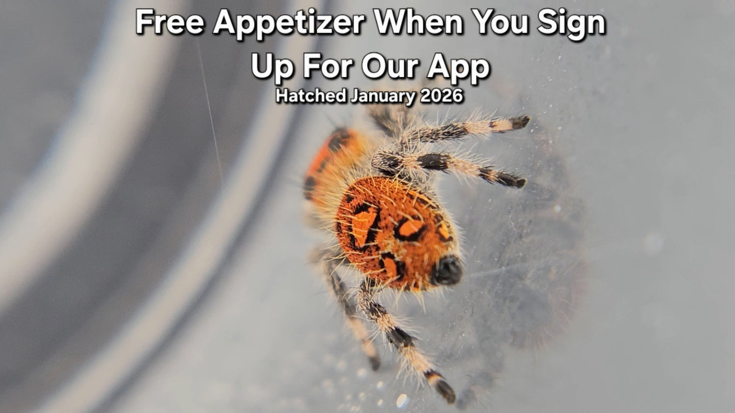 "Free Appetizer When You Sign Up For Our App" Female Regal Jumping Spider (Phidippus regius) - Juvenile Hatched January 2026