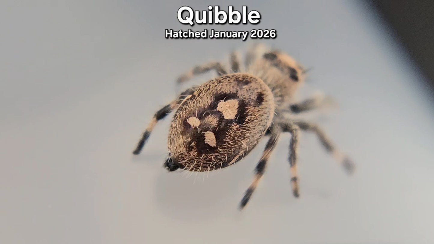 "Quibble" Female Regal Jumping Spider (Phidippus regius) - Hatched January 2026