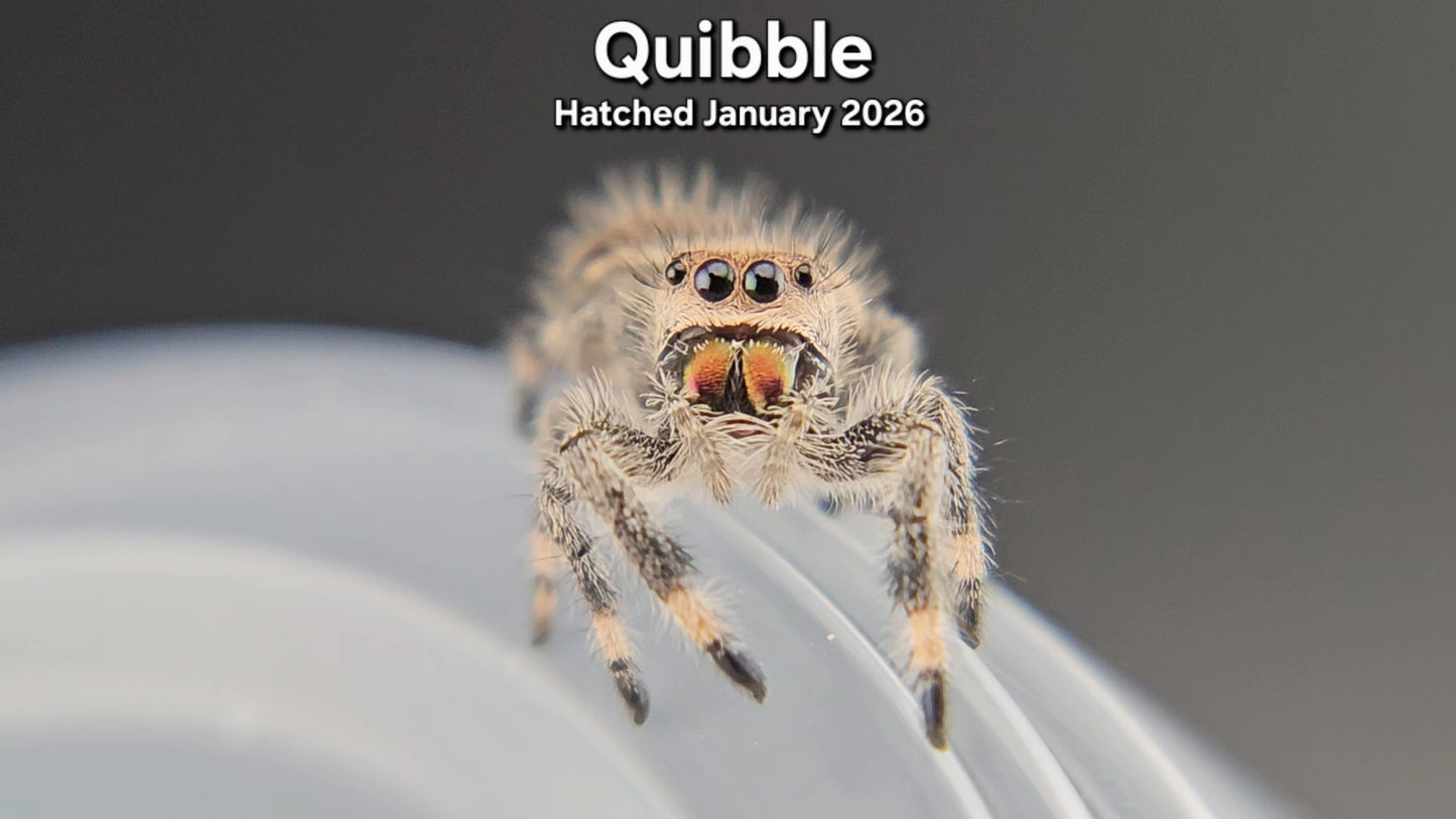 "Quibble" Female Regal Jumping Spider (Phidippus regius) - Hatched January 2026