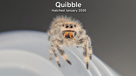 "Quibble" Female Regal Jumping Spider (Phidippus regius) - Hatched January 2026