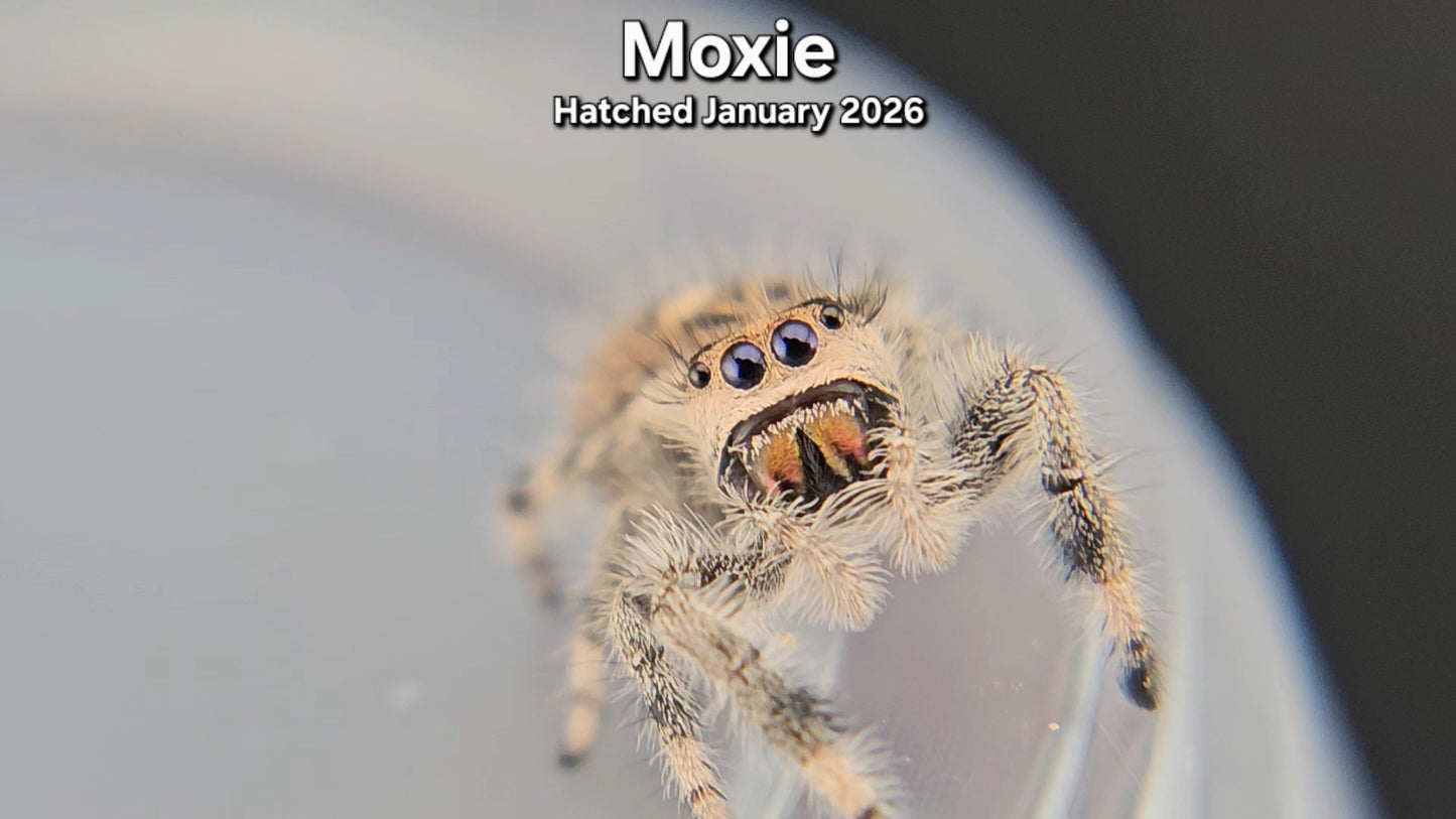 "Moxie" Female Regal Jumping Spider (Phidippus regius) - Hatched January 2026