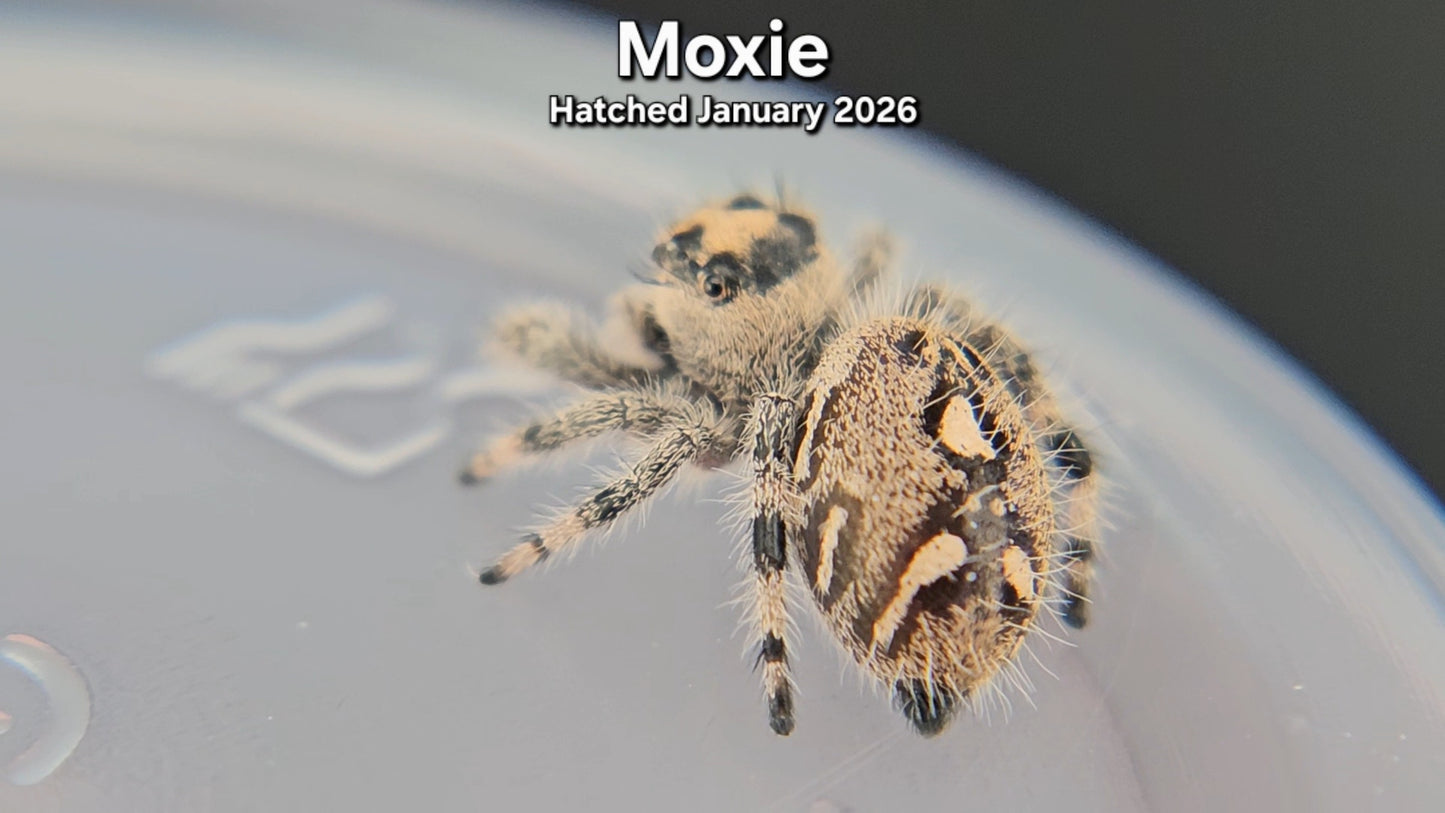 "Moxie" Female Regal Jumping Spider (Phidippus regius) - Hatched January 2026