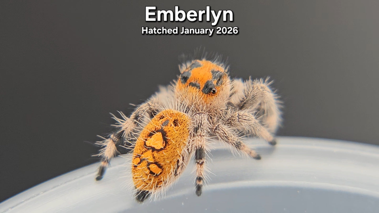 "Emberlyn" Female Regal Jumping Spider (Phidippus regius) - Hatched January 2026