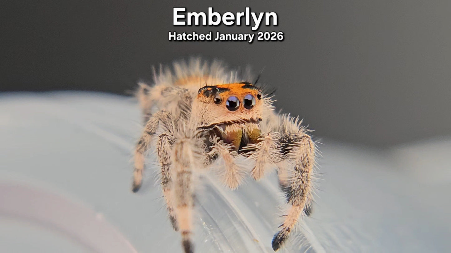"Emberlyn" Female Regal Jumping Spider (Phidippus regius) - Hatched January 2026