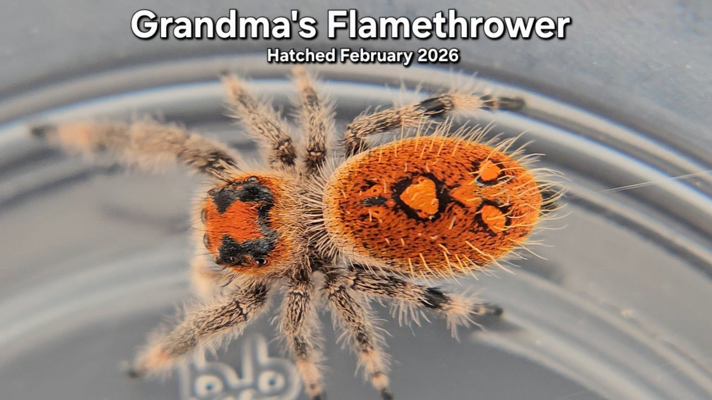 "Grandma's Flamethrower" Female Regal Jumping Spider (Phidippus regius) - Hatched February 2026