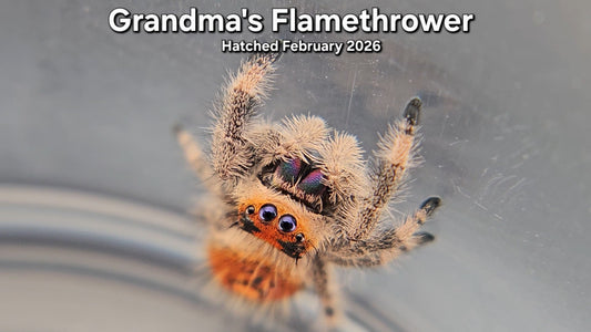 "Grandma's Flamethrower" Female Regal Jumping Spider (Phidippus regius) - Hatched February 2026