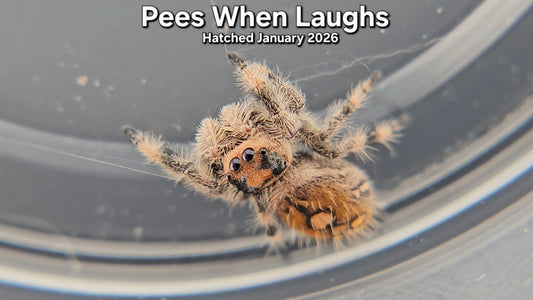 "Pees When Laughs" Female Regal Jumping Spider (Phidippus regius) - Hatched January 2026