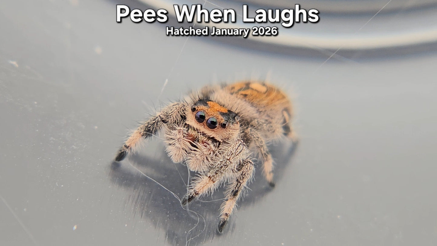 "Pees When Laughs" Female Regal Jumping Spider (Phidippus regius) - Hatched January 2026