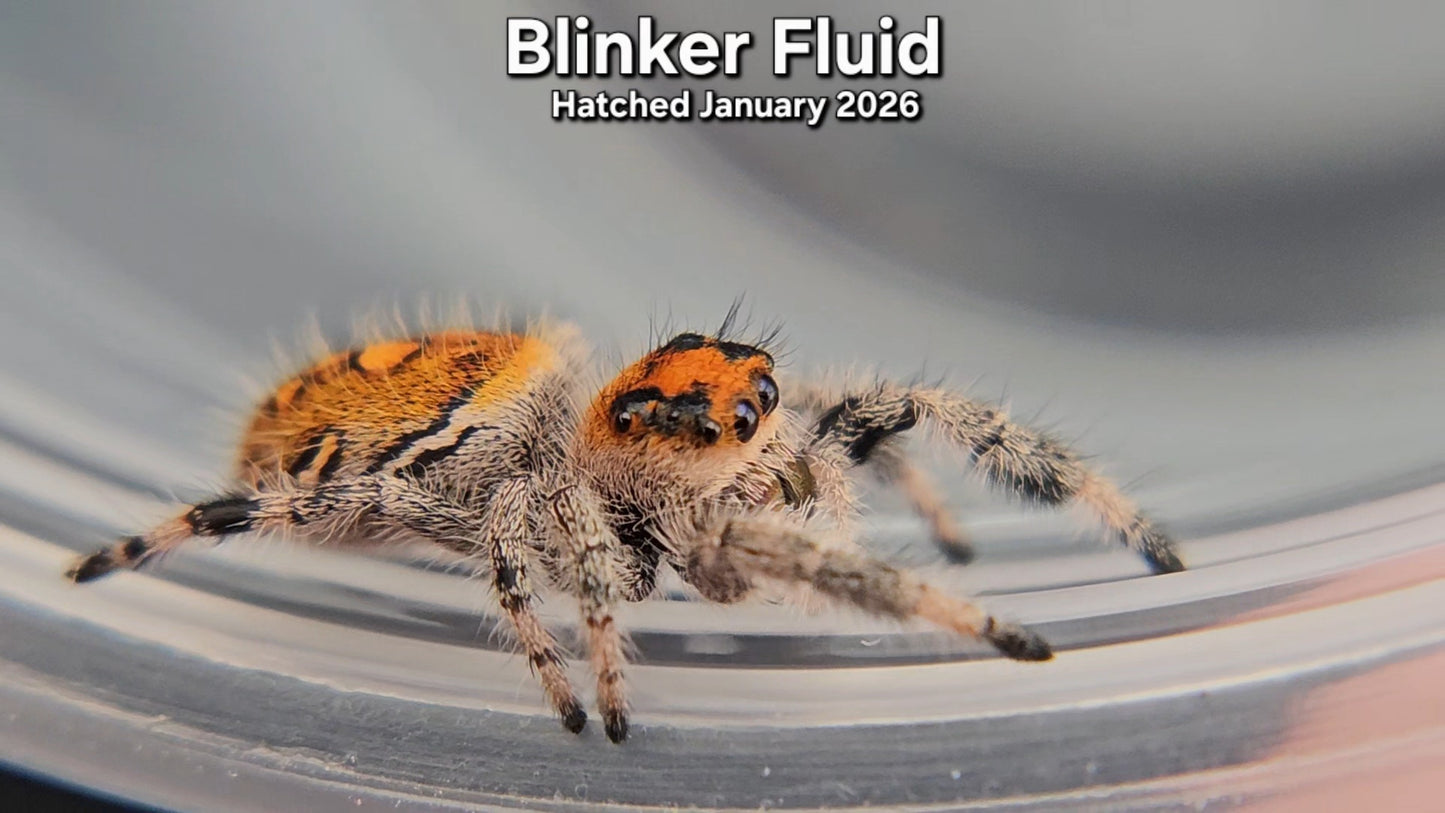 "Blinker Fluid" Female Regal Jumping Spider (Phidippus regius) - Hatched January 2026
