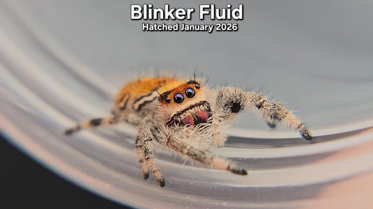 "Blinker Fluid" Female Regal Jumping Spider (Phidippus regius) - Hatched January 2026