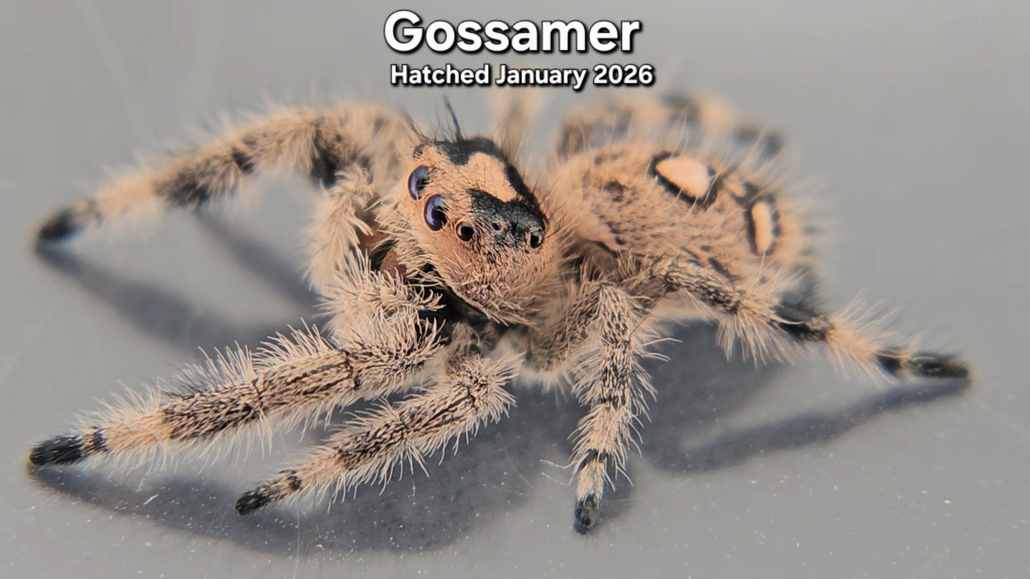 "Gossamer" Female Regal Jumping Spider (Phidippus regius) - Hatched January 2026