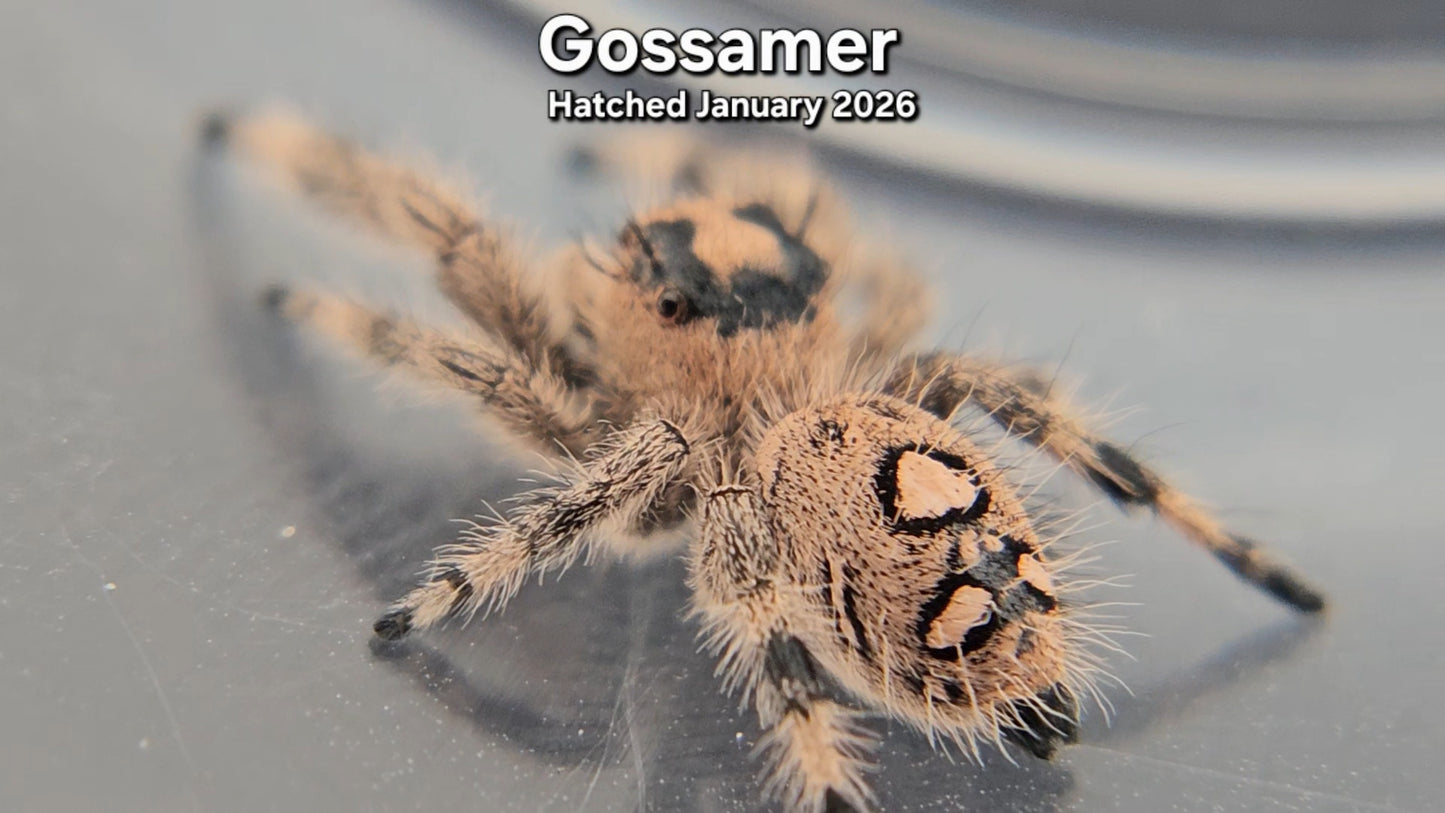 "Gossamer" Female Regal Jumping Spider (Phidippus regius) - Hatched January 2026