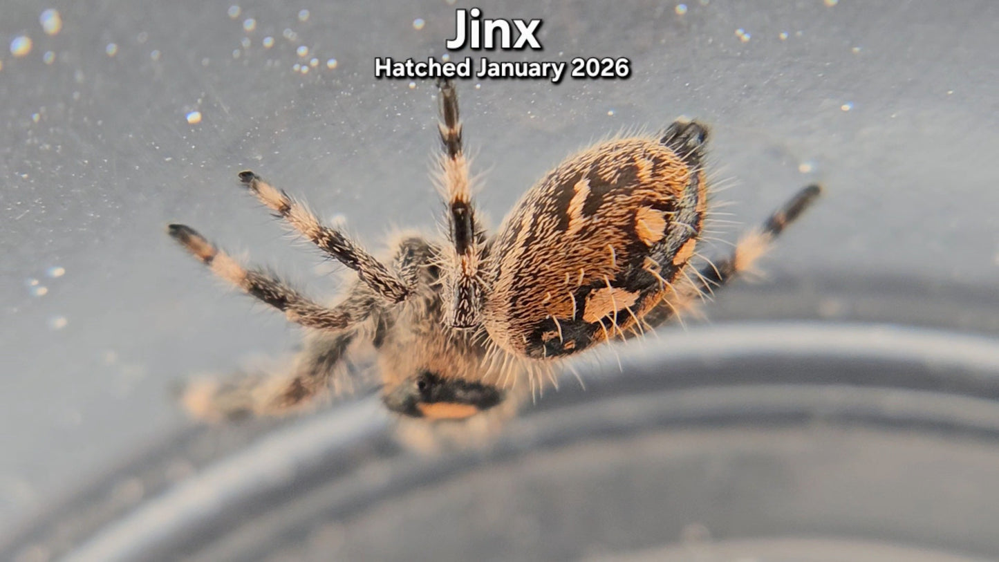 "Jinx" Female Regal Jumping Spider (Phidippus regius) - Hatched January 2026