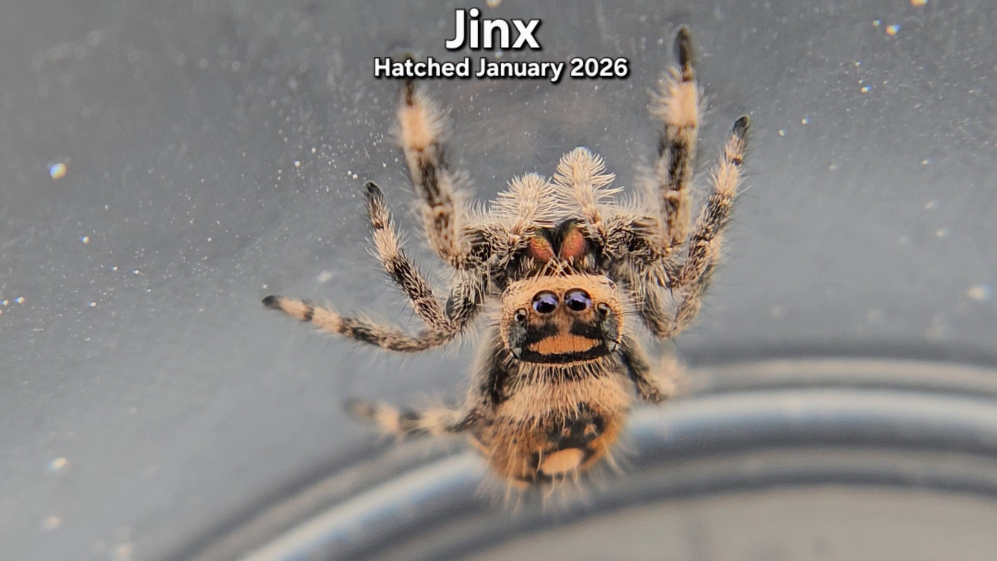 "Jinx" Female Regal Jumping Spider (Phidippus regius) - Hatched January 2026