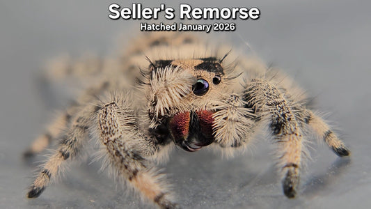 "Seller's Remorse" Female Regal Jumping Spider (Phidippus regius) - Hatched January 2026