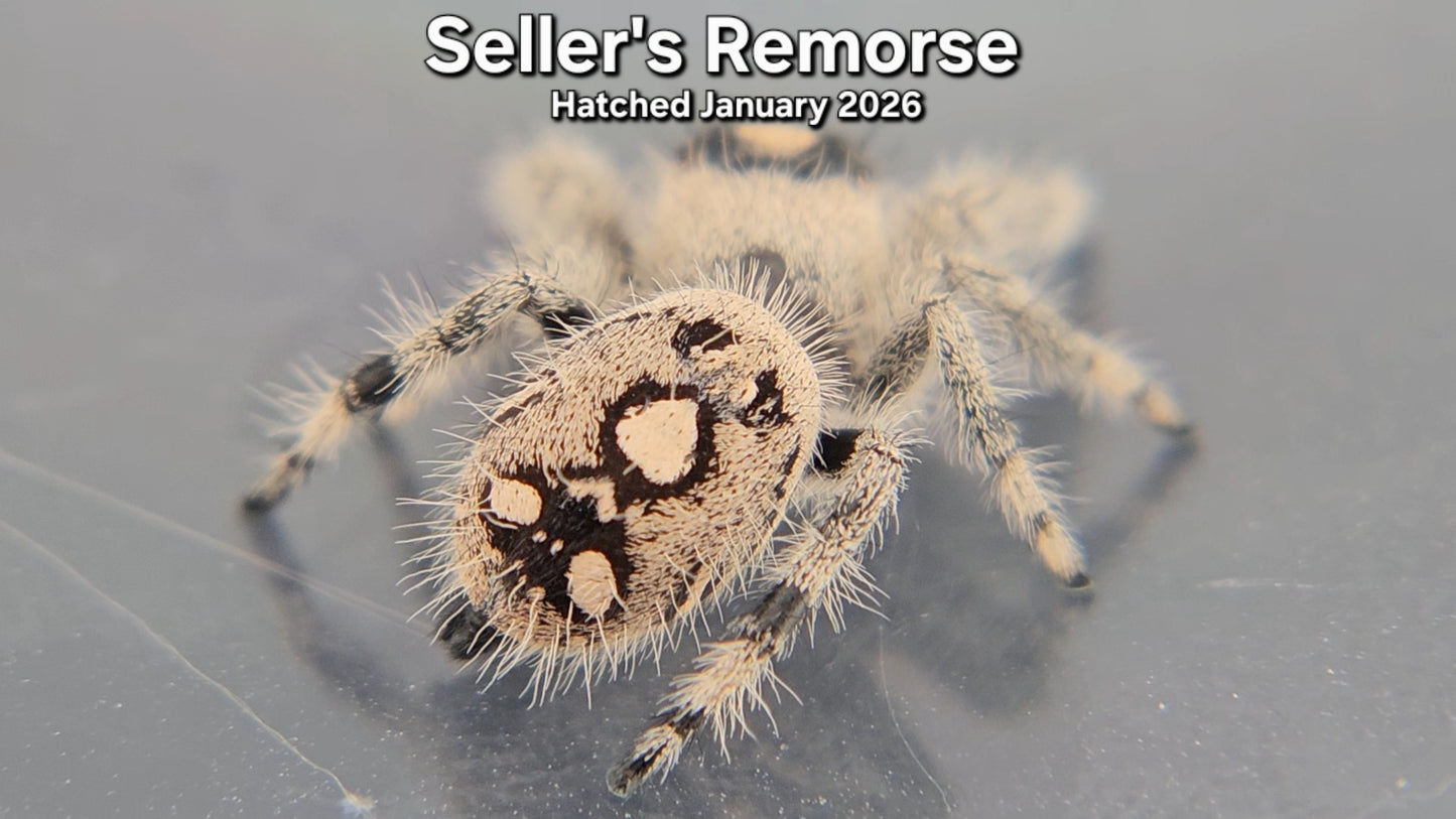 "Seller's Remorse" Female Regal Jumping Spider (Phidippus regius) - Hatched January 2026