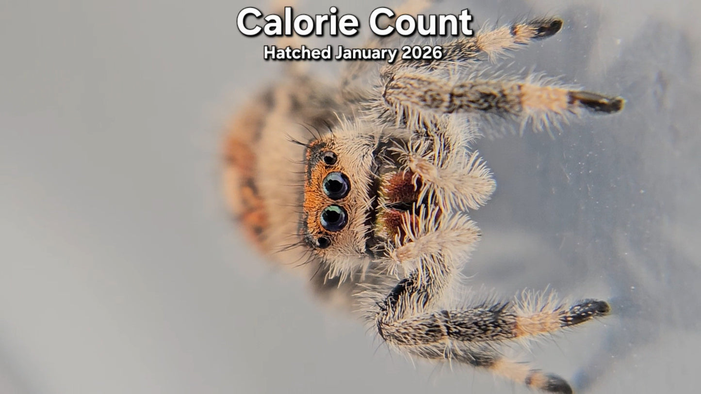 "Calorie Count" Female Regal Jumping Spider (Phidippus regius) - Hatched January 2026