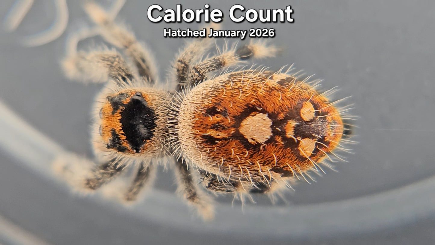 "Calorie Count" Female Regal Jumping Spider (Phidippus regius) - Hatched January 2026
