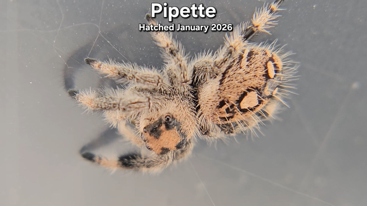 "Pipette" Female Regal Jumping Spider (Phidippus regius) - Hatched January 2026