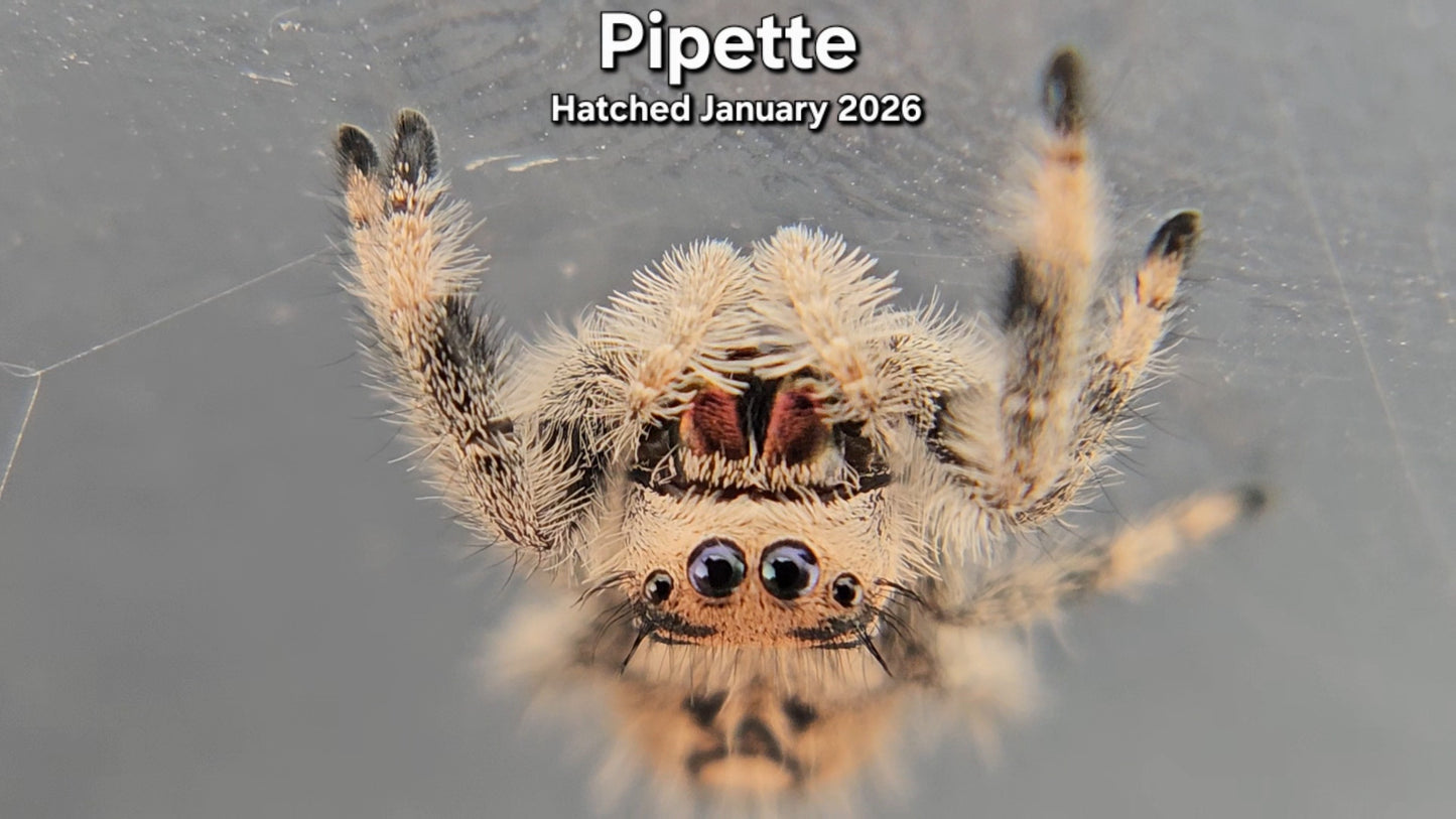 "Pipette" Female Regal Jumping Spider (Phidippus regius) - Hatched January 2026