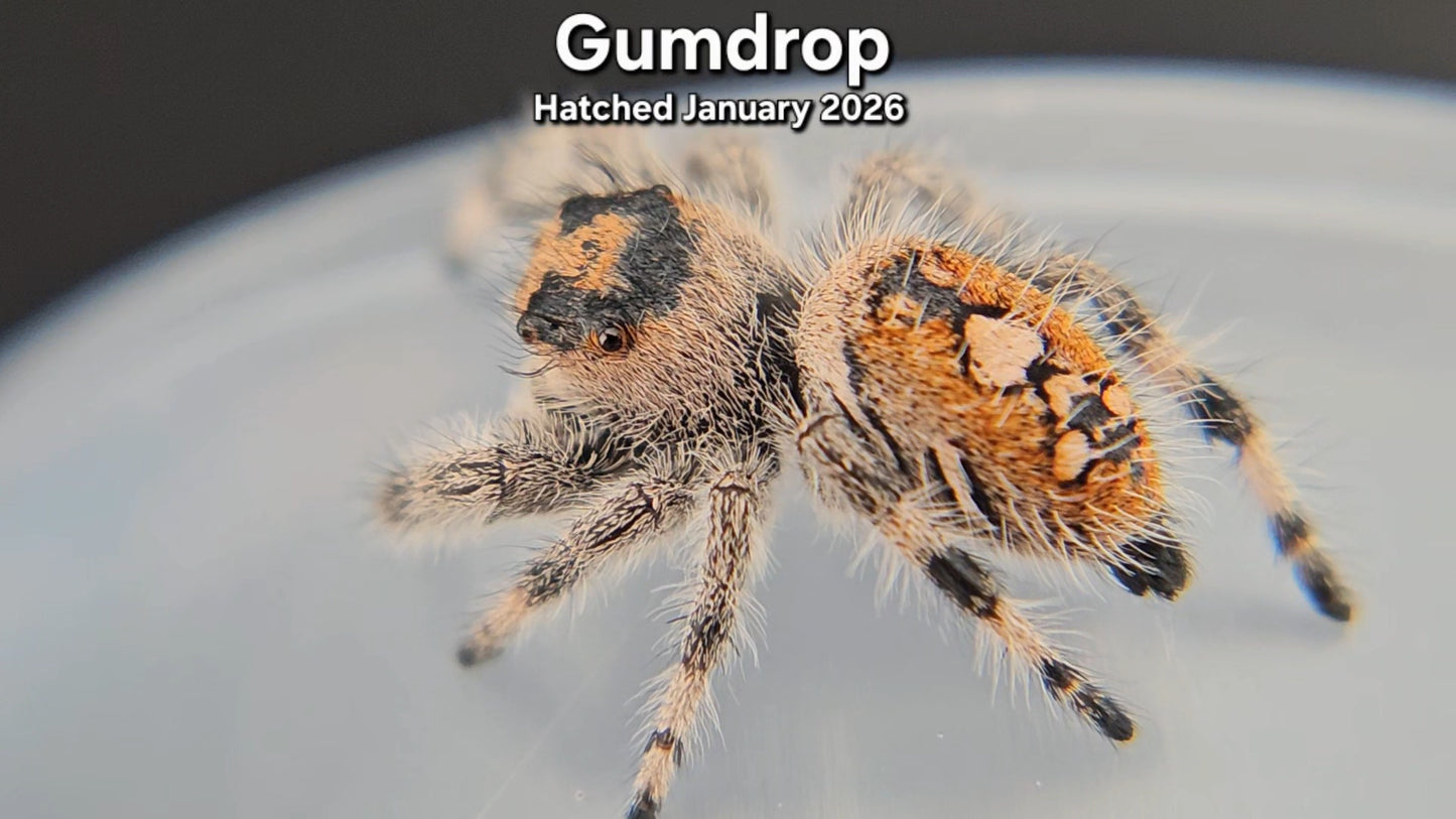 "Gumdrop" Female Regal Jumping Spider (Phidippus regius) - Hatched January 2026