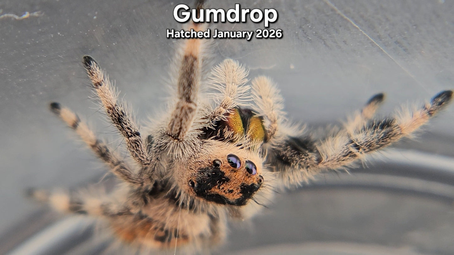"Gumdrop" Female Regal Jumping Spider (Phidippus regius) - Hatched January 2026