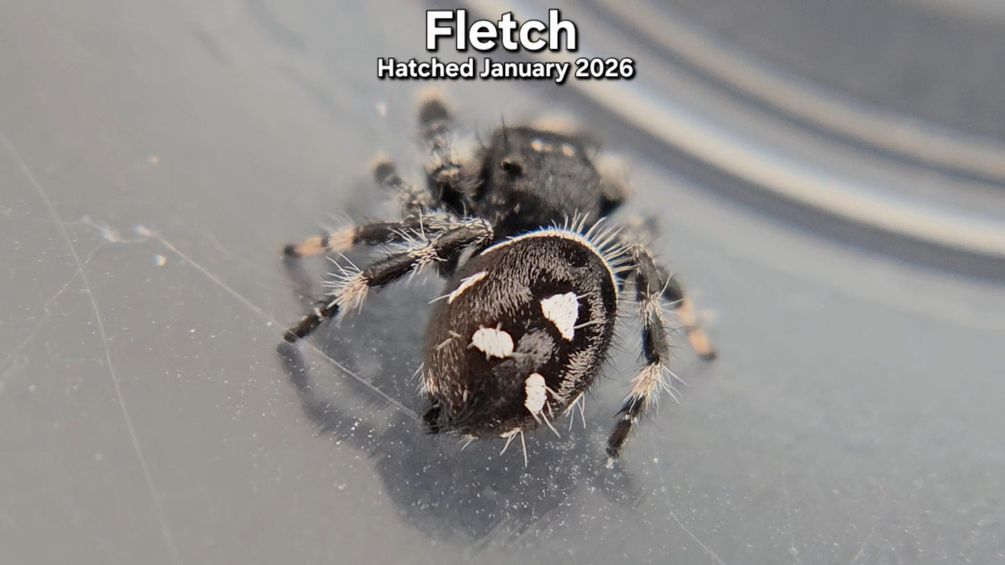 "Fletch" Male Regal Jumping Spider (Phidippus regius) - Hatched January 2026