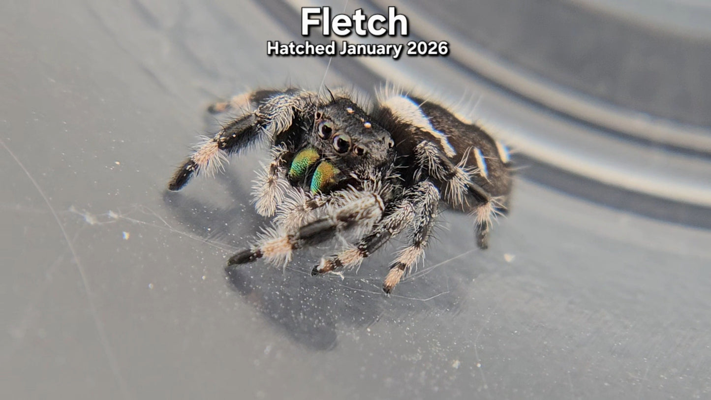 "Fletch" Male Regal Jumping Spider (Phidippus regius) - Hatched January 2026