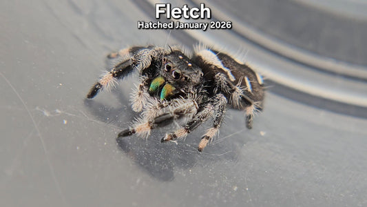 "Fletch" Male Regal Jumping Spider (Phidippus regius) - Hatched January 2026