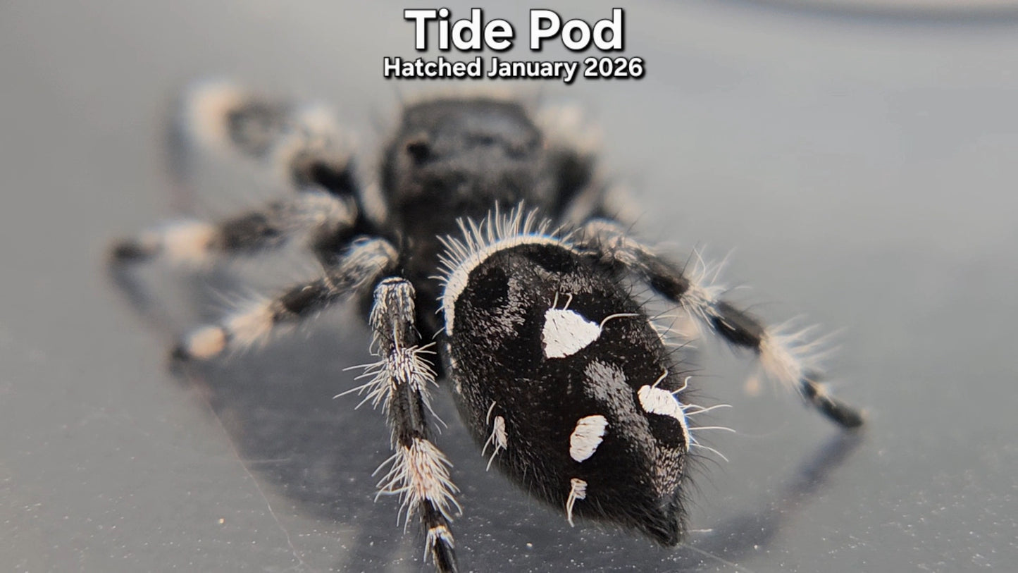 "Tide Pod" Male Regal Jumping Spider (Phidippus regius) - Hatched January 2026