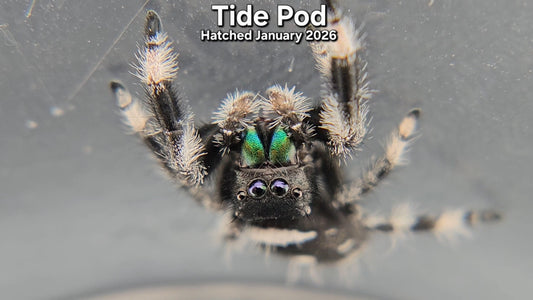 "Tide Pod" Male Regal Jumping Spider (Phidippus regius) - Hatched January 2026