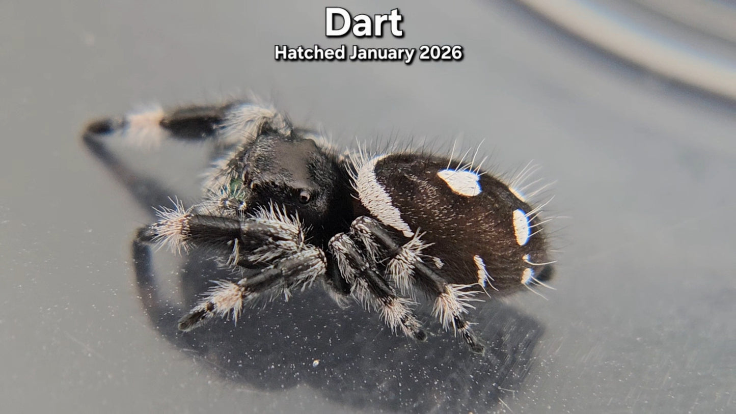 "Dart" Male Regal Jumping Spider (Phidippus regius) - Hatched January 2026