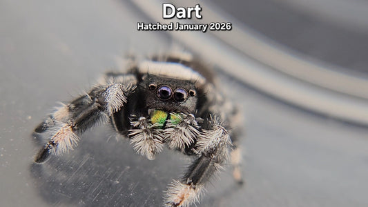 "Dart" Male Regal Jumping Spider (Phidippus regius) - Hatched January 2026