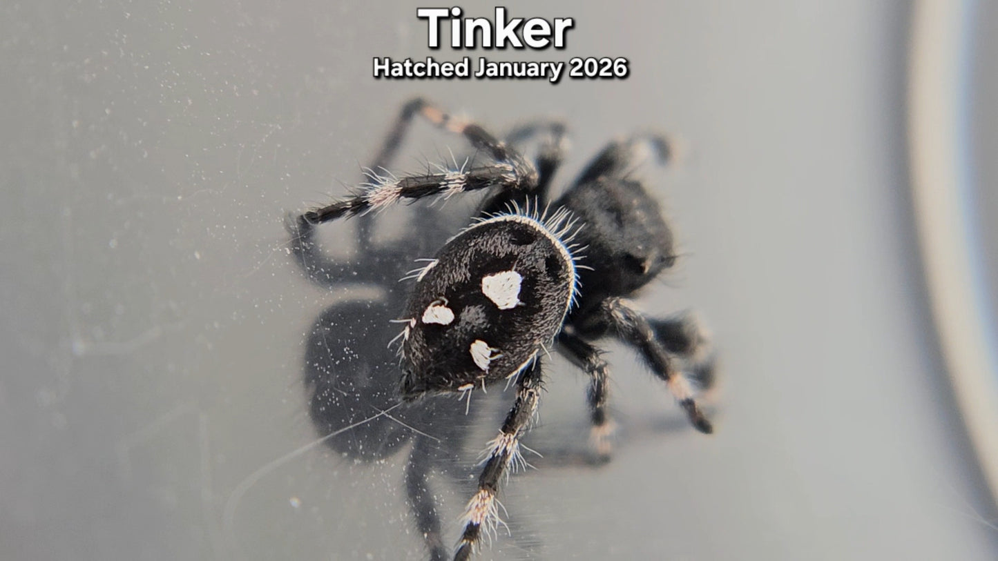 "Tinker" Male Regal Jumping Spider (Phidippus regius) - Hatched January 2026